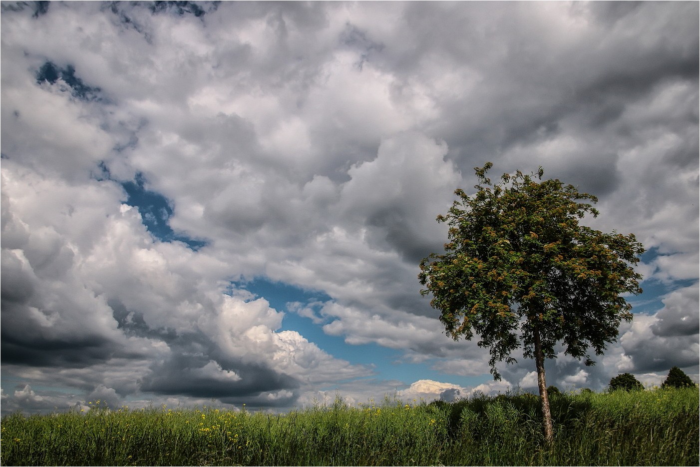 Das Feld, der Baum, die Wolken