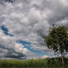 Das Feld, der Baum, die Wolken