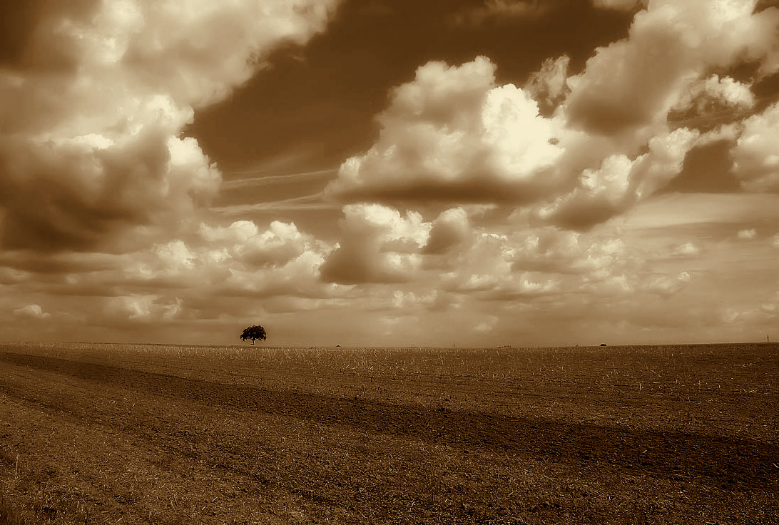 Das Feld, der Baum und die Wolken