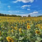 Das Feld der Sonnenblumen