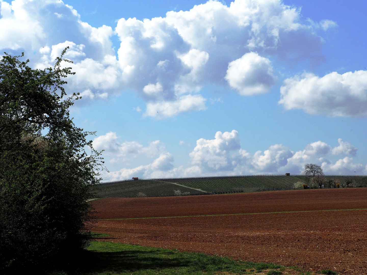 Das Feld, die Weinberge und die Wolken