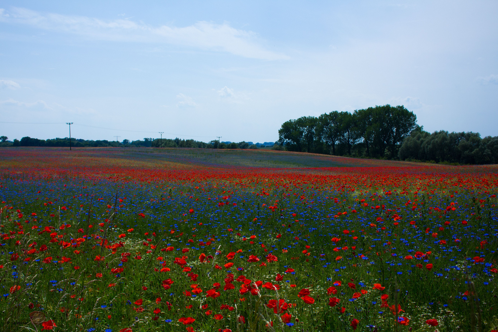 das Feld habe ich auf dem weg nach Rostock fotografiert.