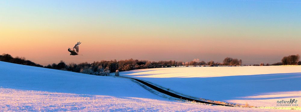 -Das Feld im Winter-