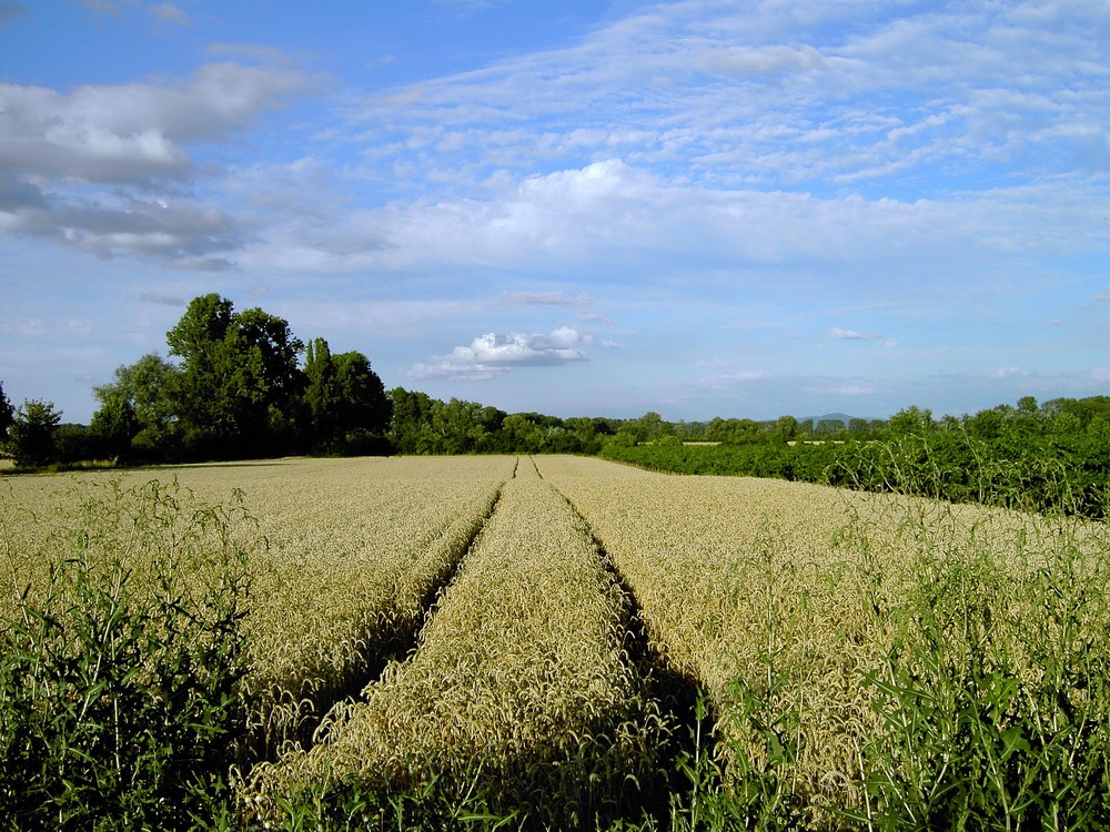 Das Feld ist reif zur Ernte