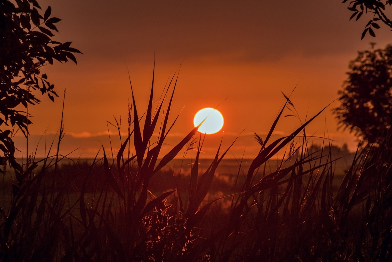 Das Feld und die Sonne