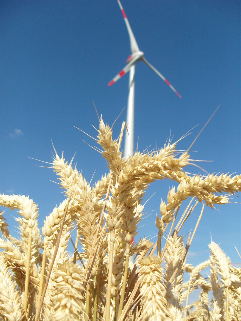 Das Feld und die Windkraft