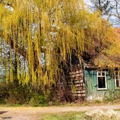 Das Fenster