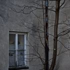 Das Fenster der Baum und der Grüne Punkt