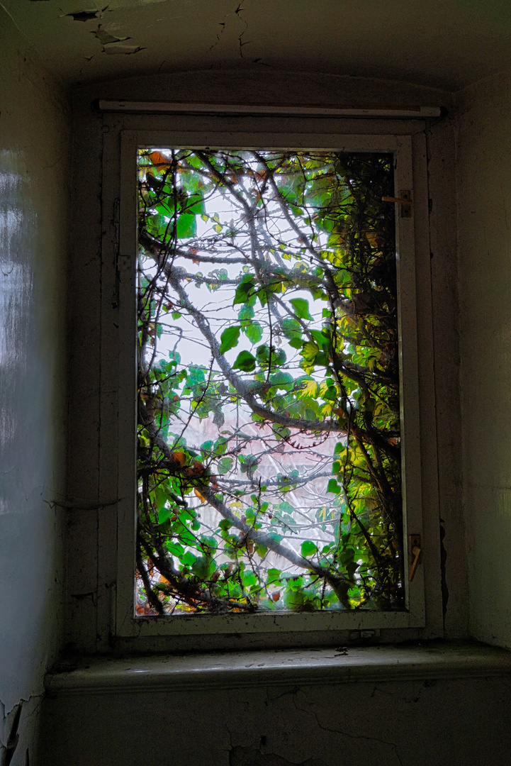 Das Fenster der Hoffnung....