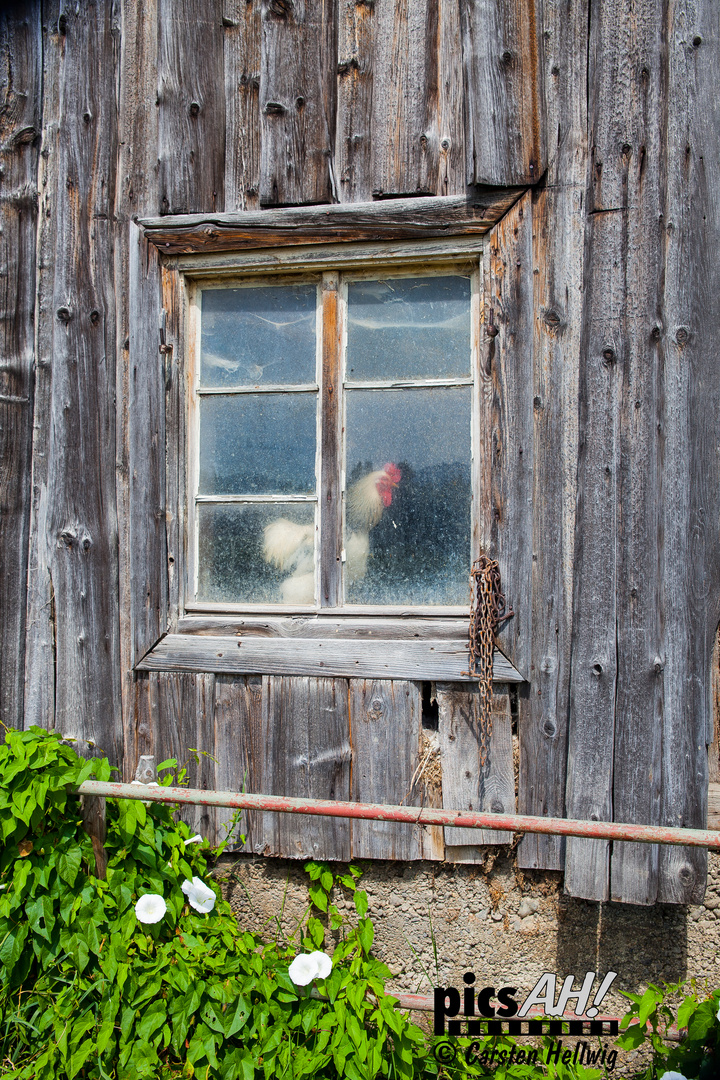 Das Fenster vom Hof IV