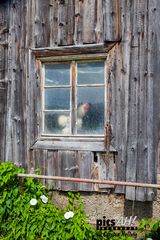 Das Fenster vom Hof IV