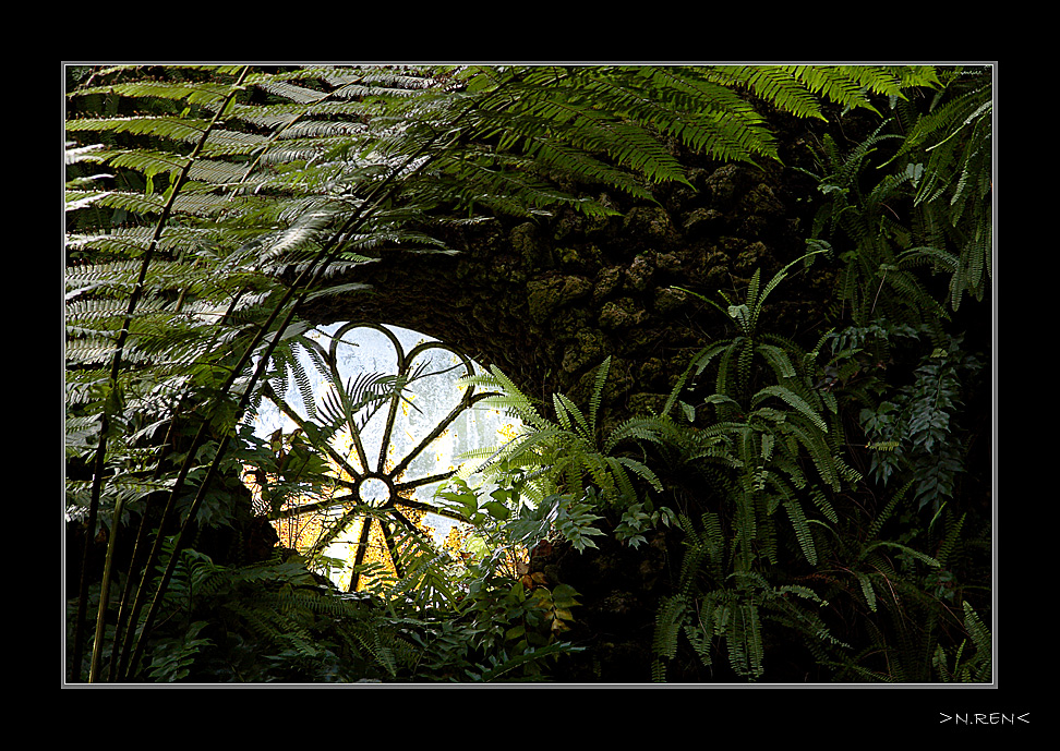 Das Fenster zum Farn