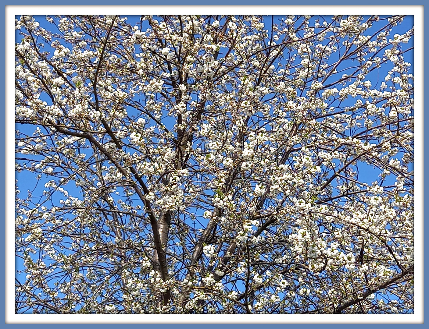 das Fenster zum Frühling