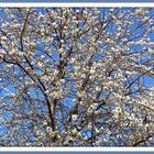 das Fenster zum Frühling