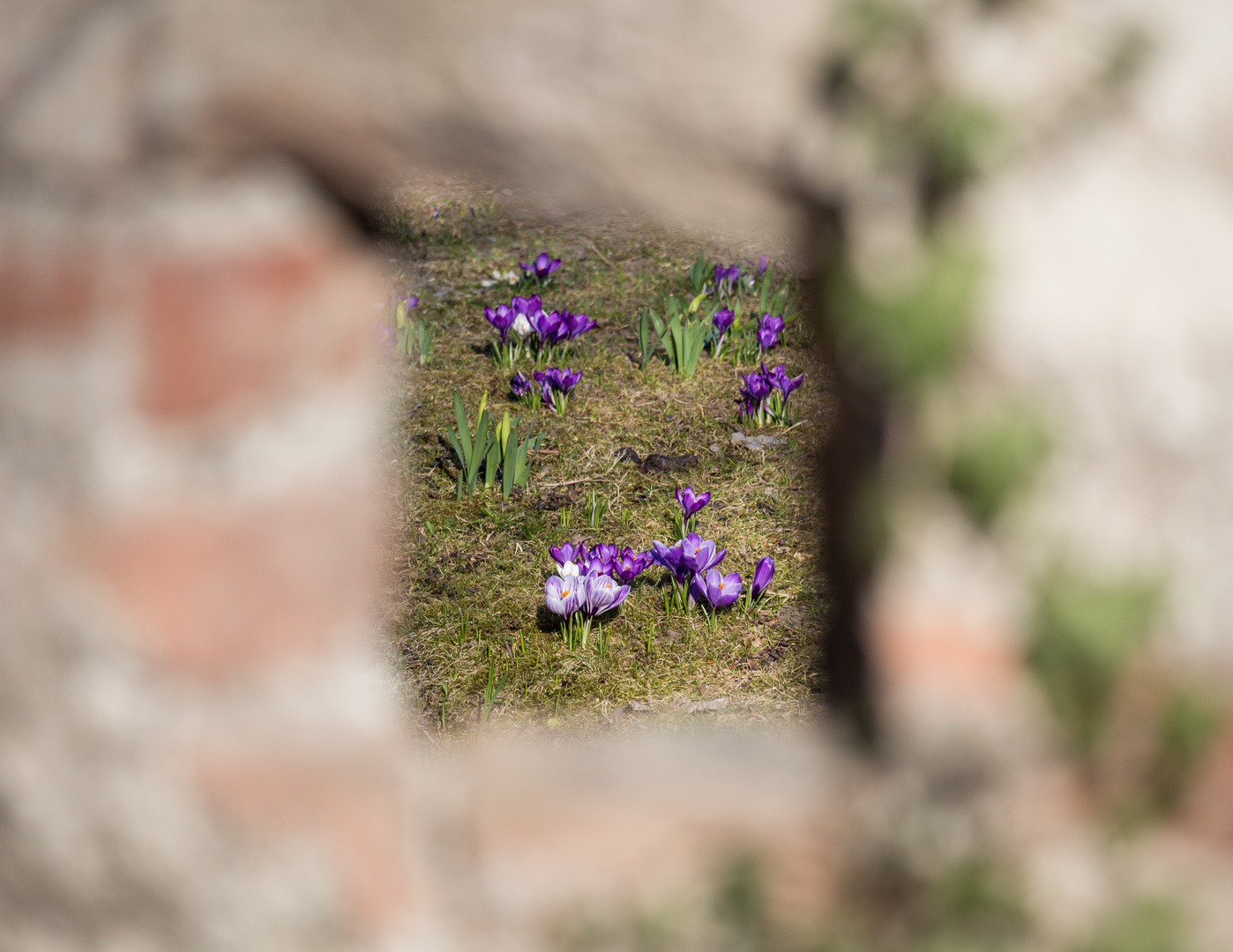 Das Fenster zum Frühling 