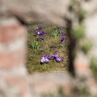 Das Fenster zum Frühling 