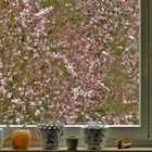 Das Fenster zum Frühling