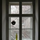 Das Fenster zum Hof