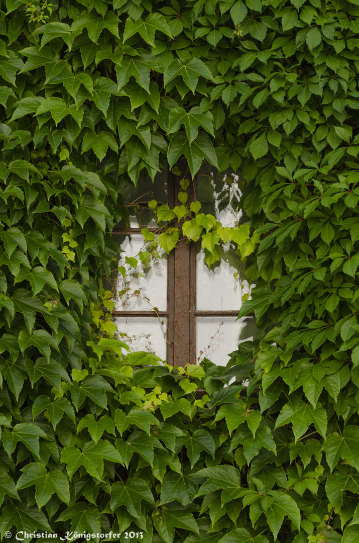 Das Fenster zum Hof