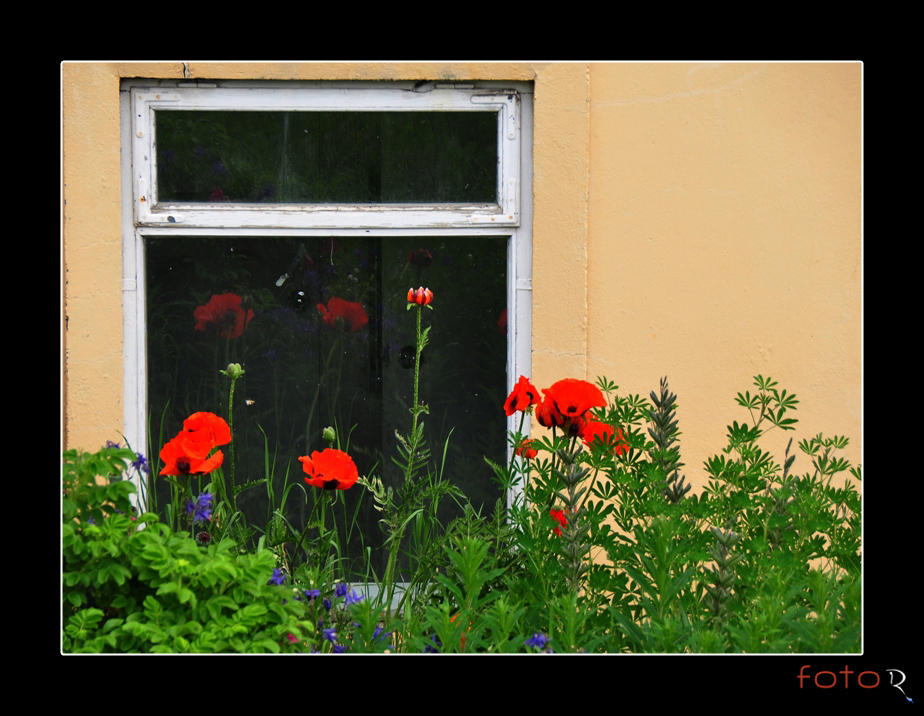 das Fenster zum Hof