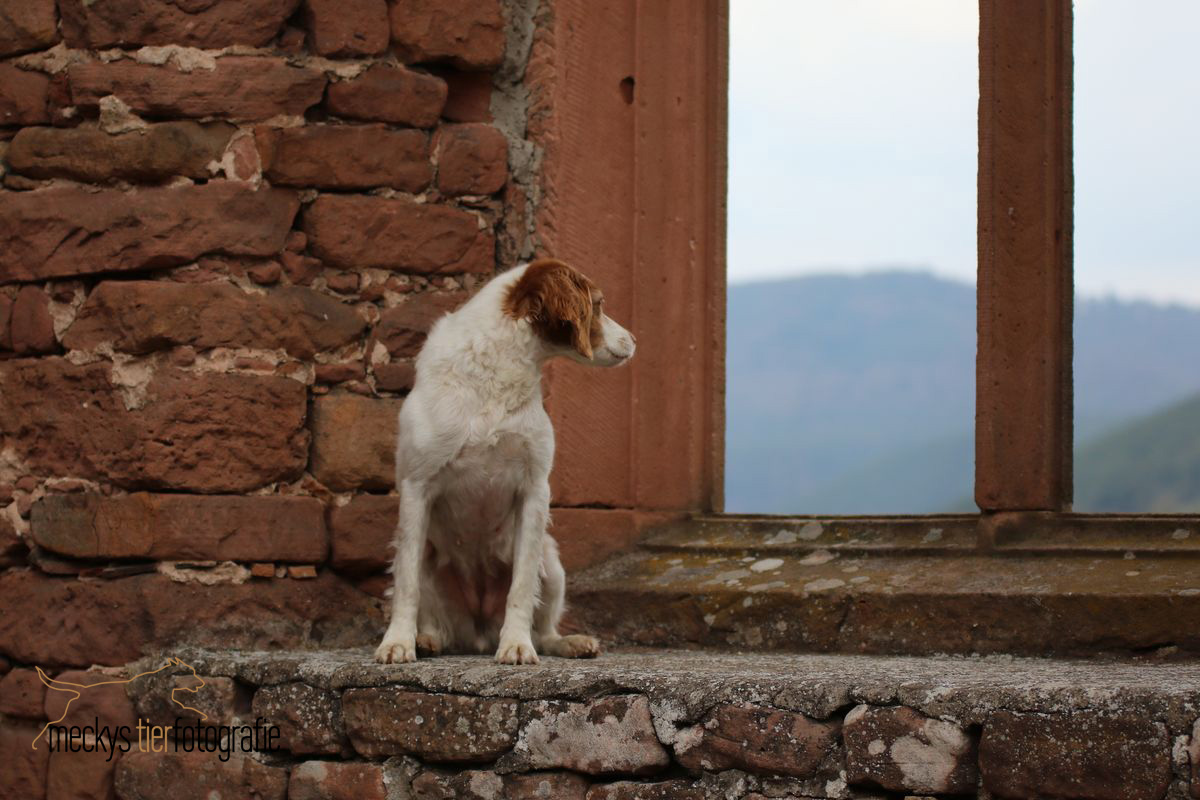 Das Fenster zum Hof....