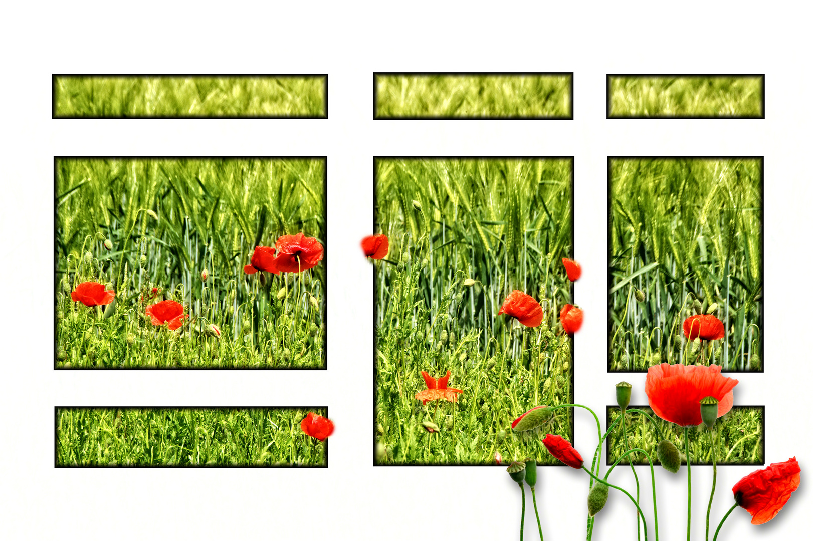 Das Fenster zum Mohn