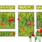 Das Fenster zum Mohn