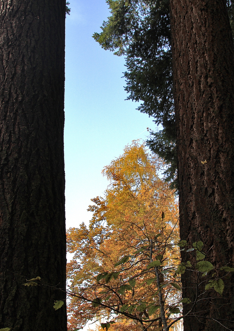 Das Fenster zum Wald 2