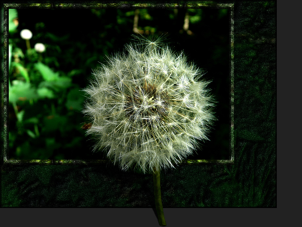 > Das Fenster zum Wald 