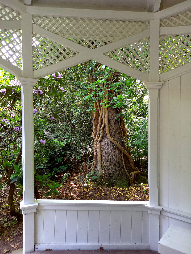 das Fenster zum Wald