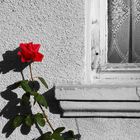 Das Fenster zur Rose