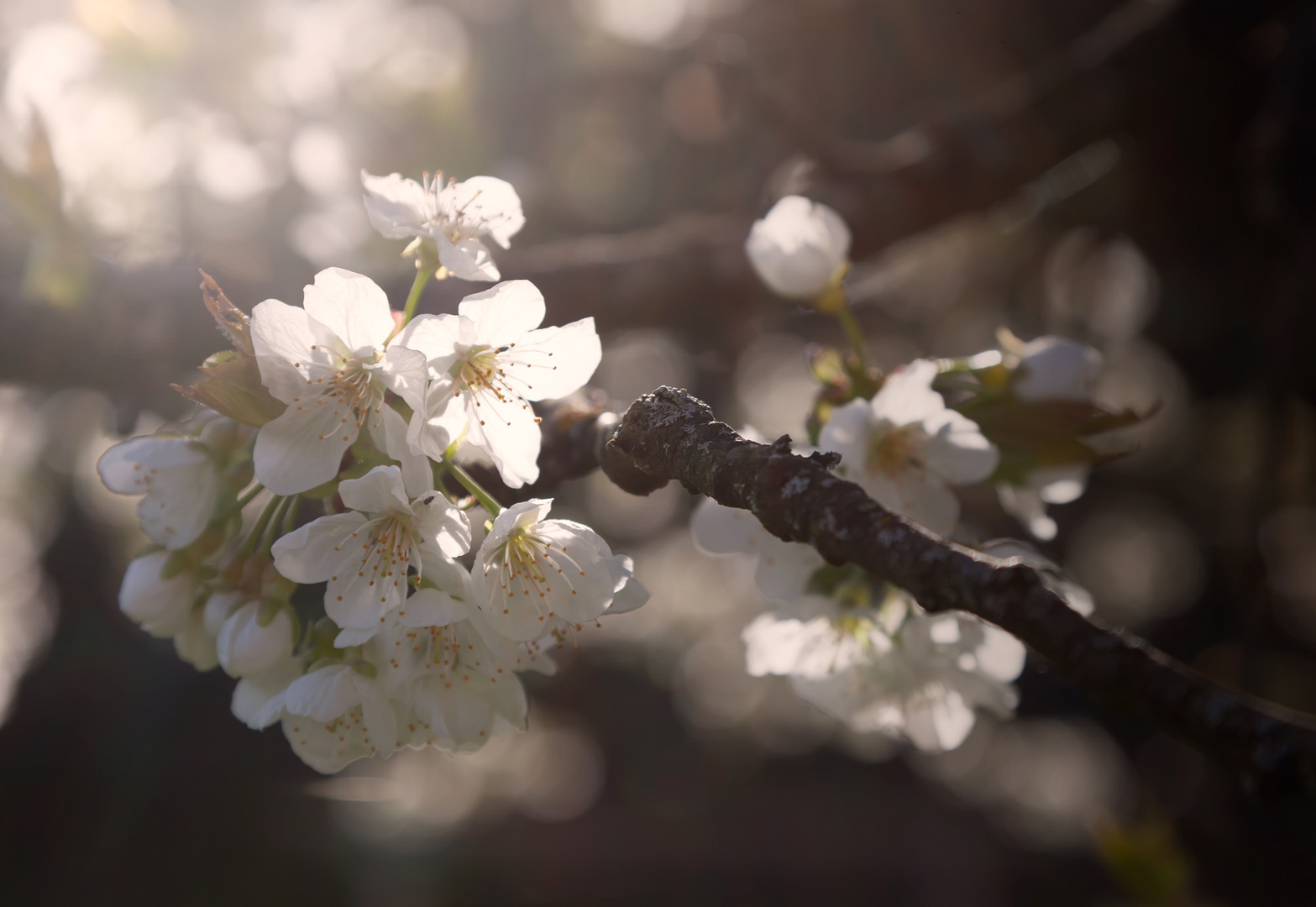 Das Fest der Kirschblüte