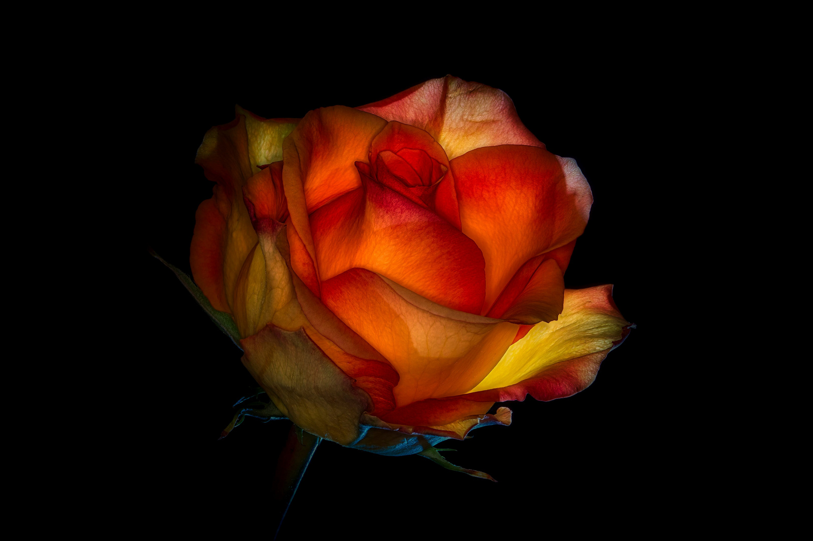 Das Feuer der Rose