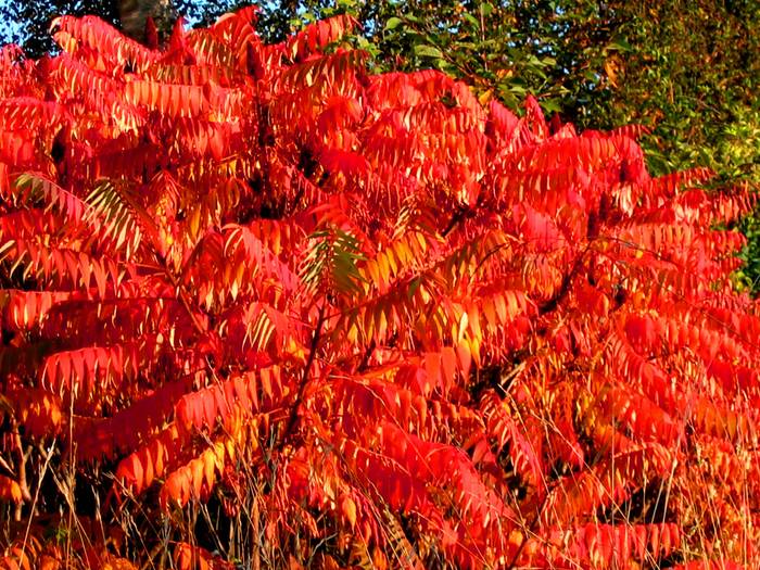 Das Feuer des Herbstes