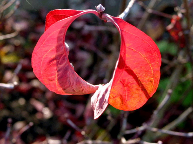 Das Feuer des Herbstes