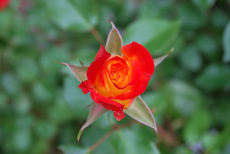 Das Feuer einer Rose