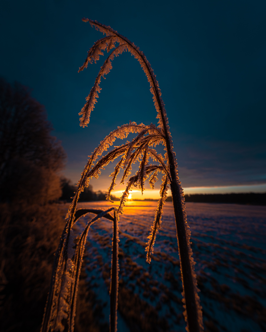 Das Feuer eines Wintermorgens