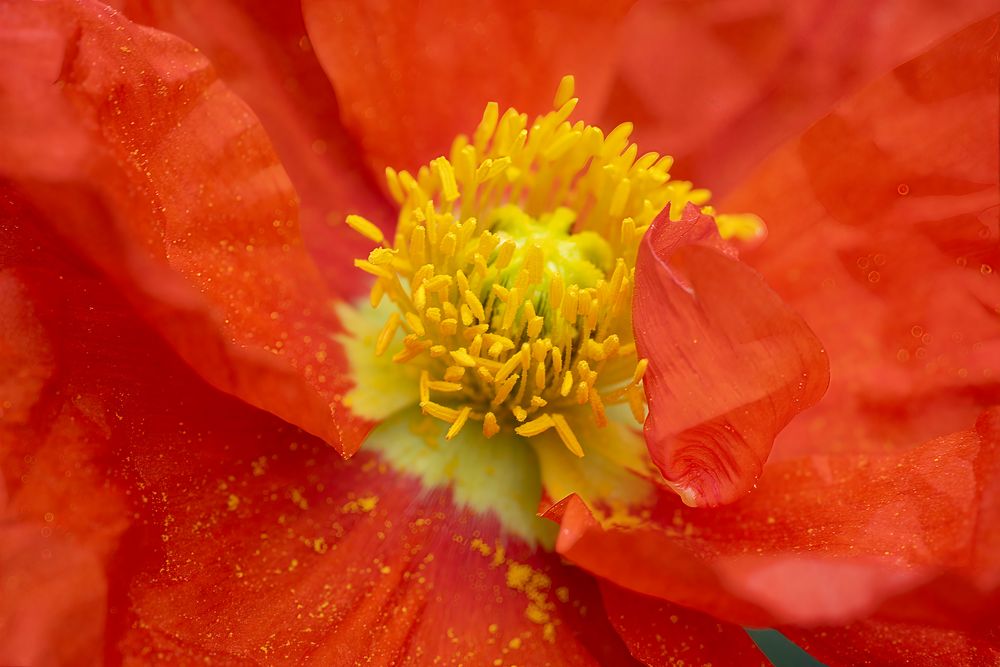 Das feurige Innere der Mohnblüte