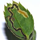 Das Fiederblättchen der Gartenrose mit der nur millimeterlangen Raupe von Nepticula=Stigmatella sp.