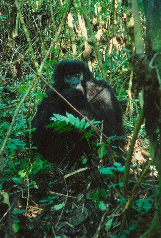 Das Flachlandgorilla Mädchen