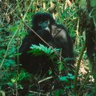 Das Flachlandgorilla Mädchen