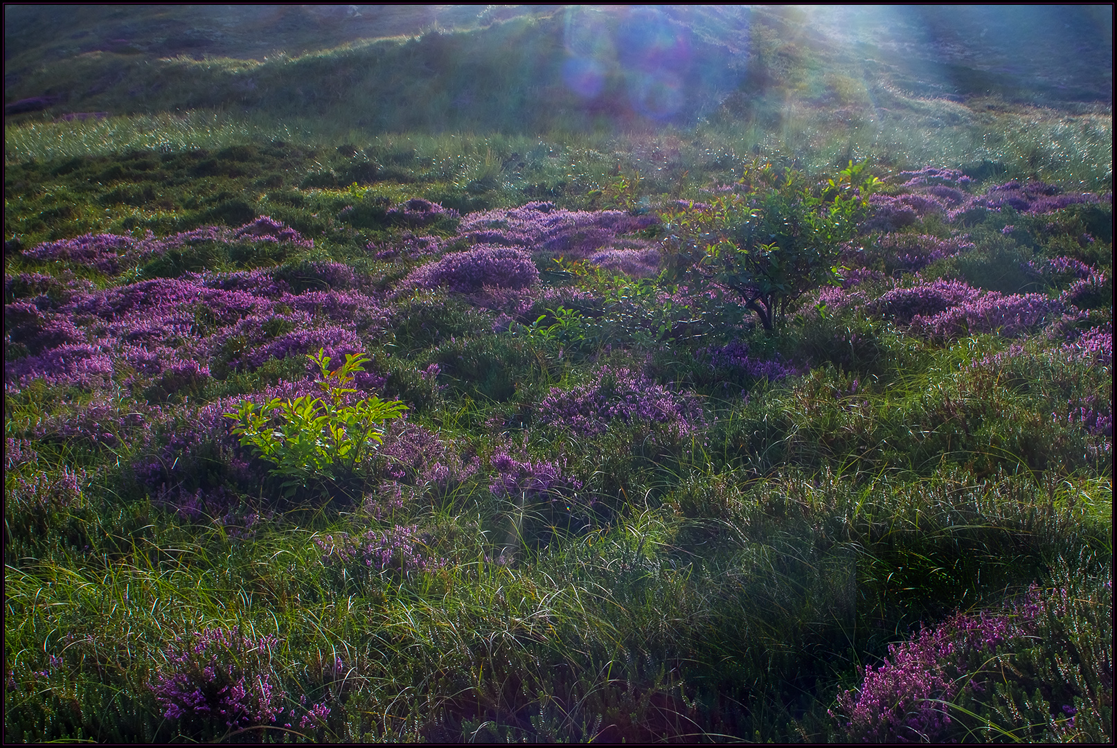 Das Flair unbändigen Lichts... (1.) (mit Diskussion über Lens-flares) 