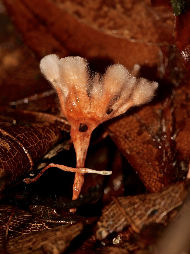 Das "Flammenschwert" (Anthina flammea), ...