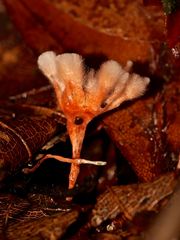 Das "Flammenschwert" (Anthina flammea), ...