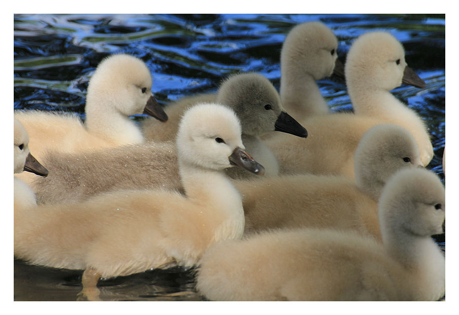 Das flauschige Gewimmel