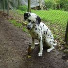 Das Fleckenschwein oder Der Pupsibär