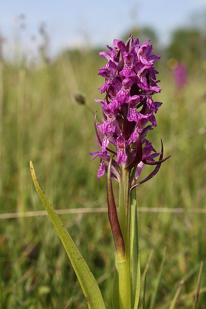 Das Fleischfarbene Knabenkraut (Dactylorhiza incarnata)...