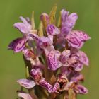 Das Fleischfarbene Knabenkraut (Dactylorhiza incarnata)