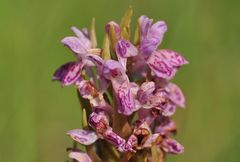 Das Fleischfarbene Knabenkraut (Dactylorhiza incarnata)