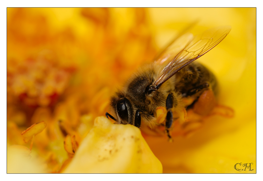 Das fleisige Bienchen